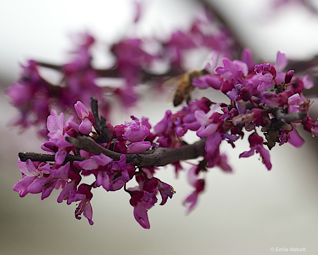 Spring Floral