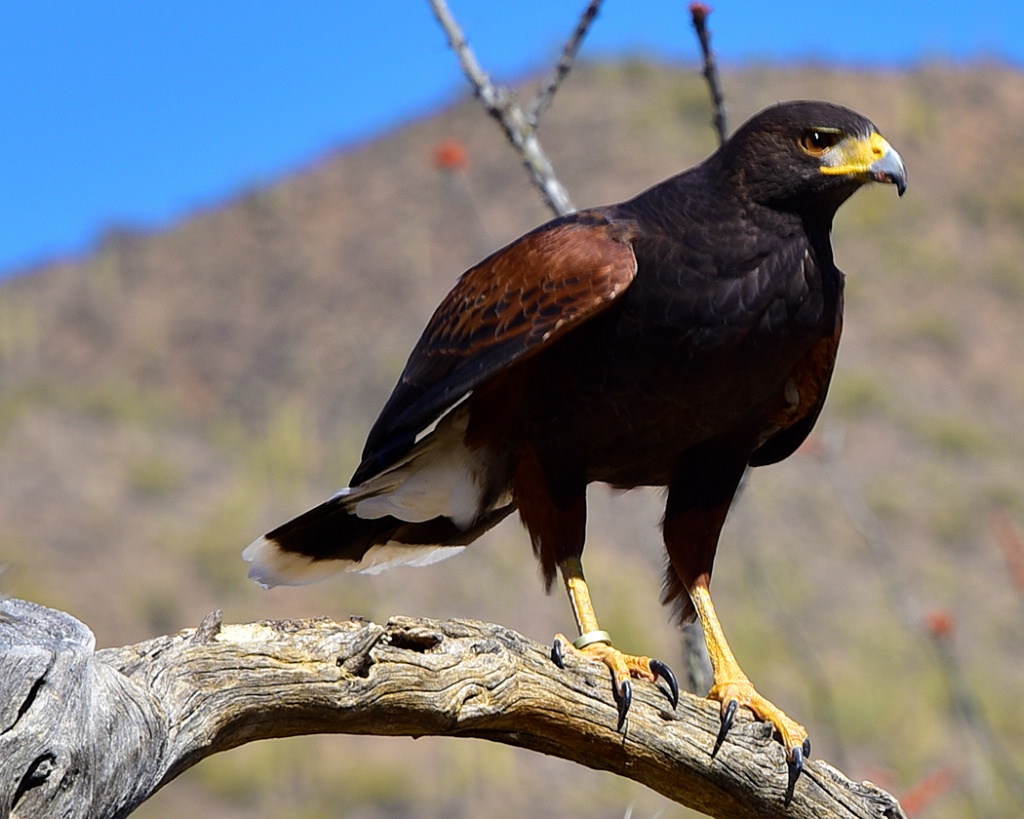 Harris' Hawk at Arizona Sonora Desert Museum - ID: 15543165 © William S. Briggs