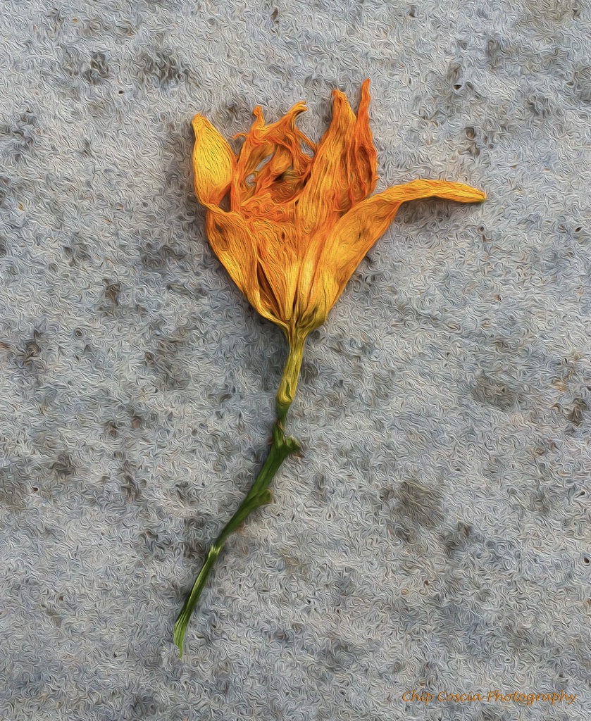 Flower On Sidewalk