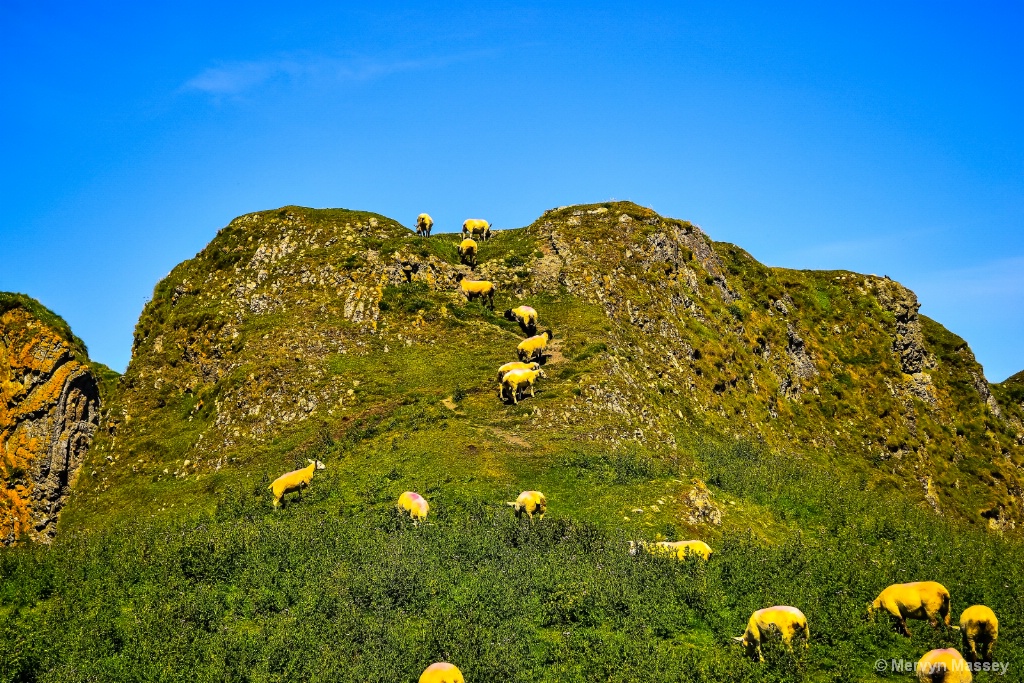 A Hungry Sheep looks Up