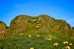 A Hungry Sheep lo...