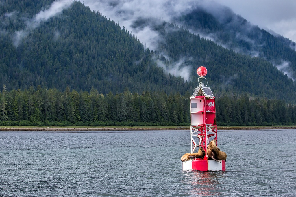 Channel Buoy Hitchhikers  