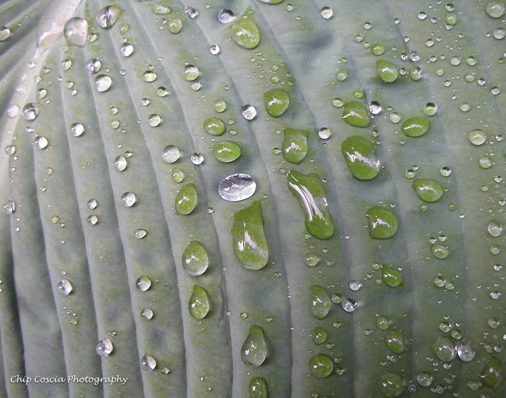 Water On Leaf - ID: 15543365 © Chip Coscia