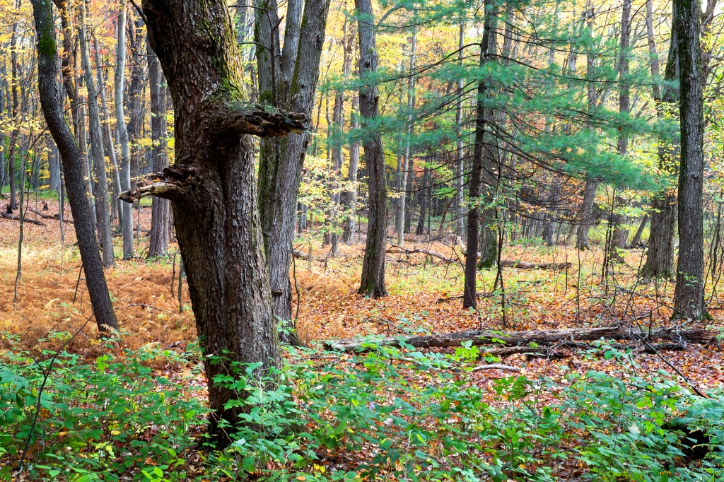 October Forest