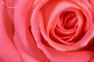 Pretty in pink