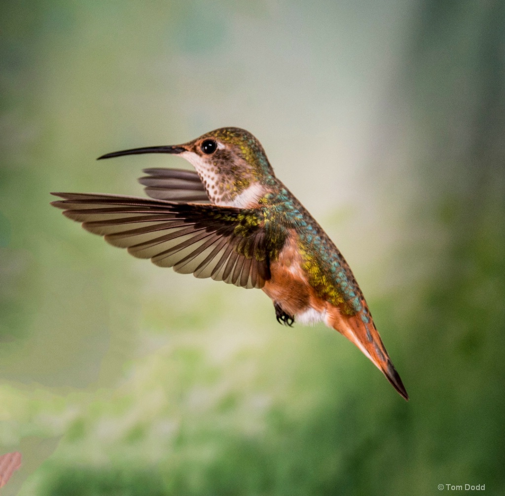 Hummingbird light 