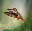 Hummingbird light...