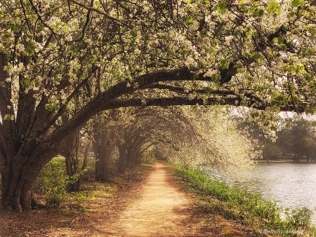 The Enchanted Lane