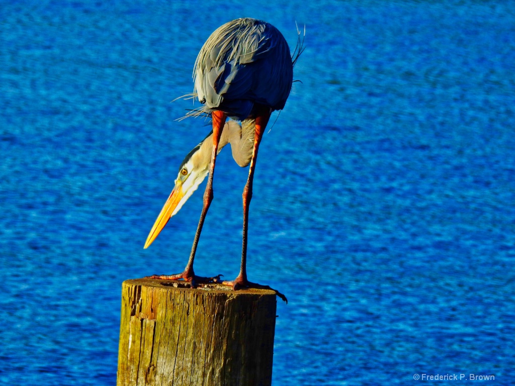 Great Blue Heron