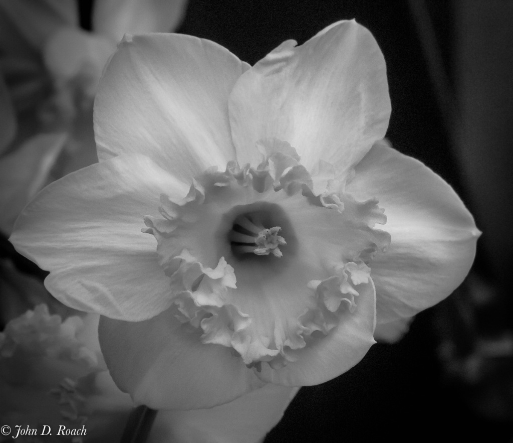 Daffodil in Monochrome