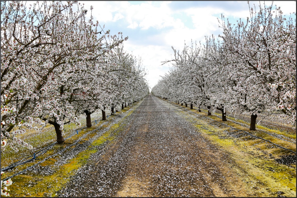 Almond blossoms