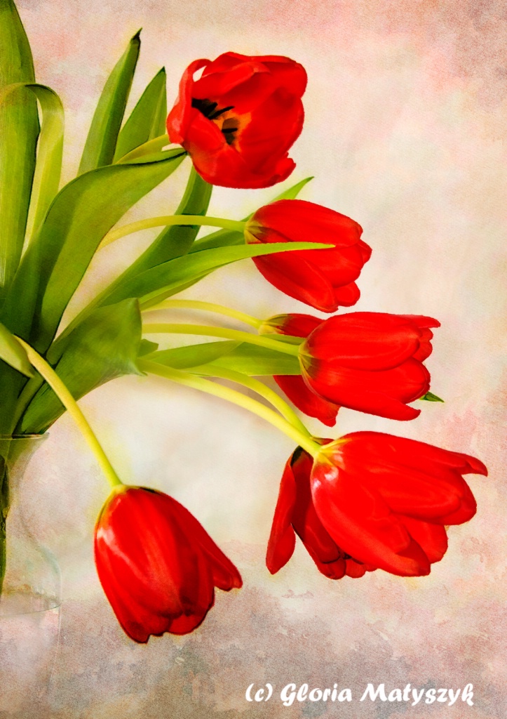 Tulips in a Vase - ID: 15544139 © Gloria Matyszyk