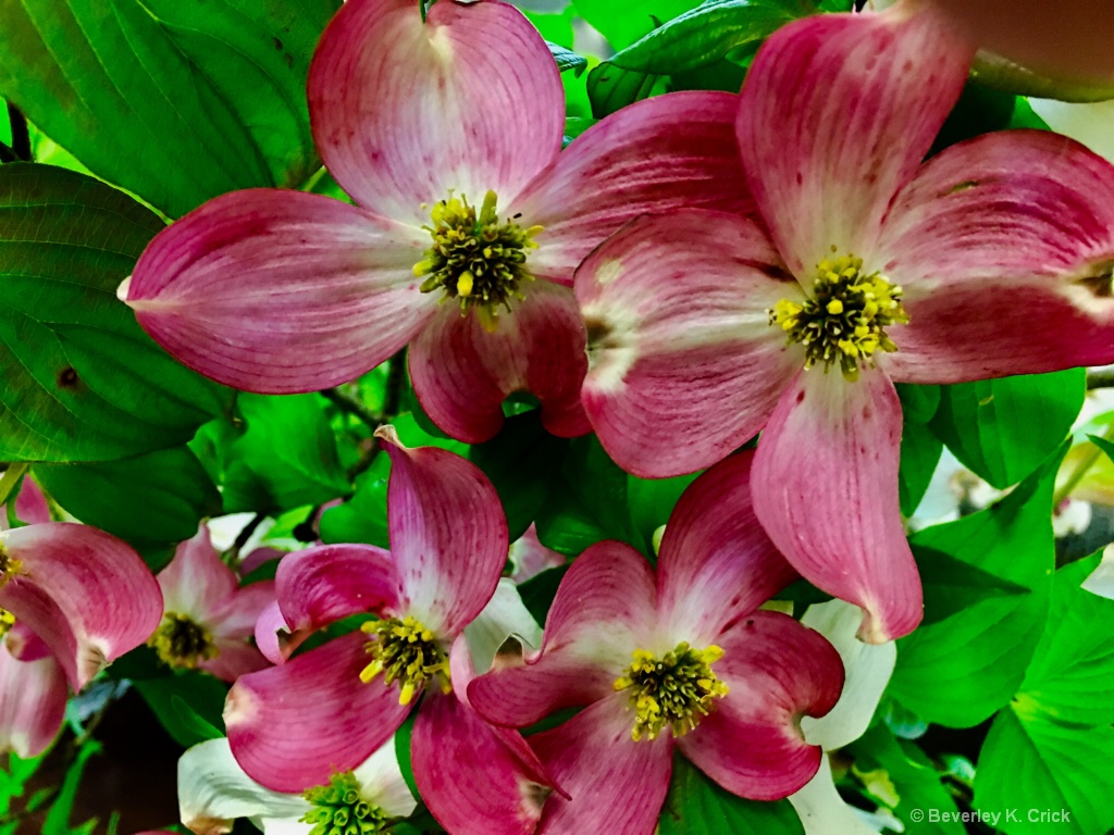 Pink Dogwood