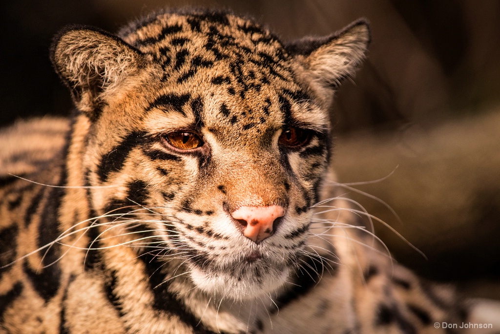 Clouded Leopard 2 2-20-18 087