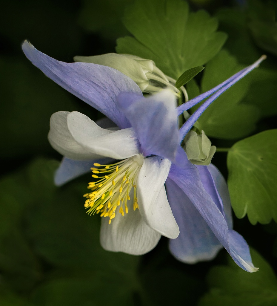 Blue Columbine  