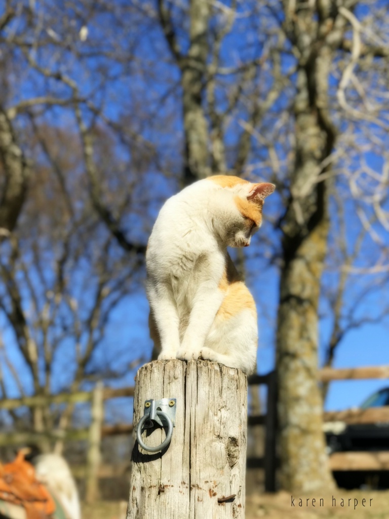 Stable Cat 