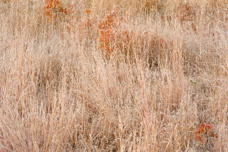 Golden Grasses Of Autumn