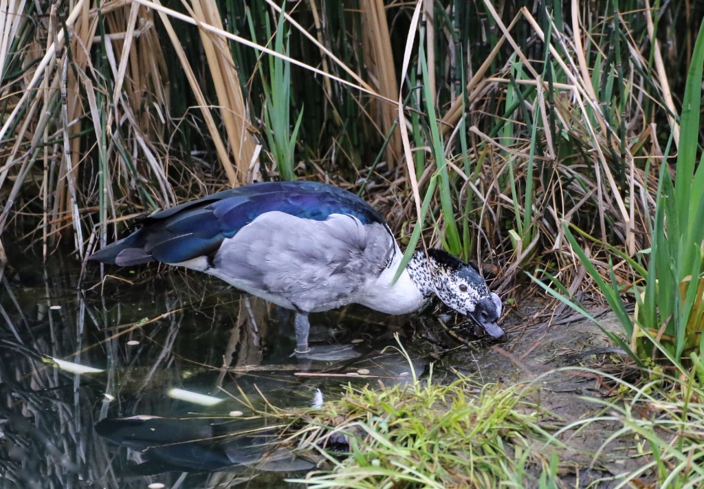 Knob-billed duck