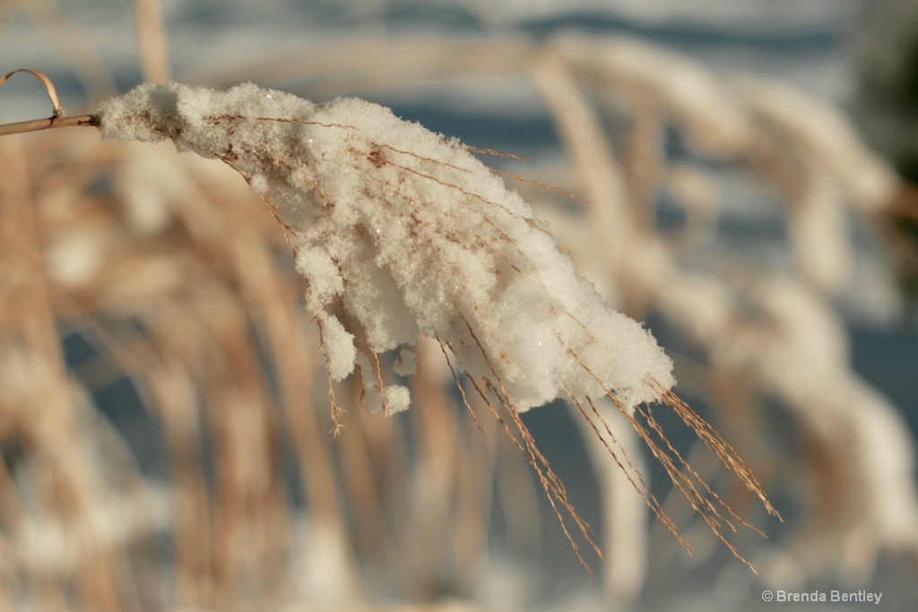 Winter Grass Reflection