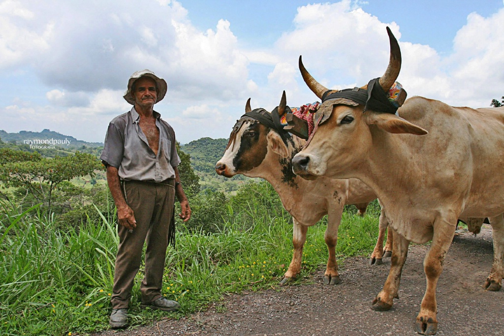 Drover With Oxen