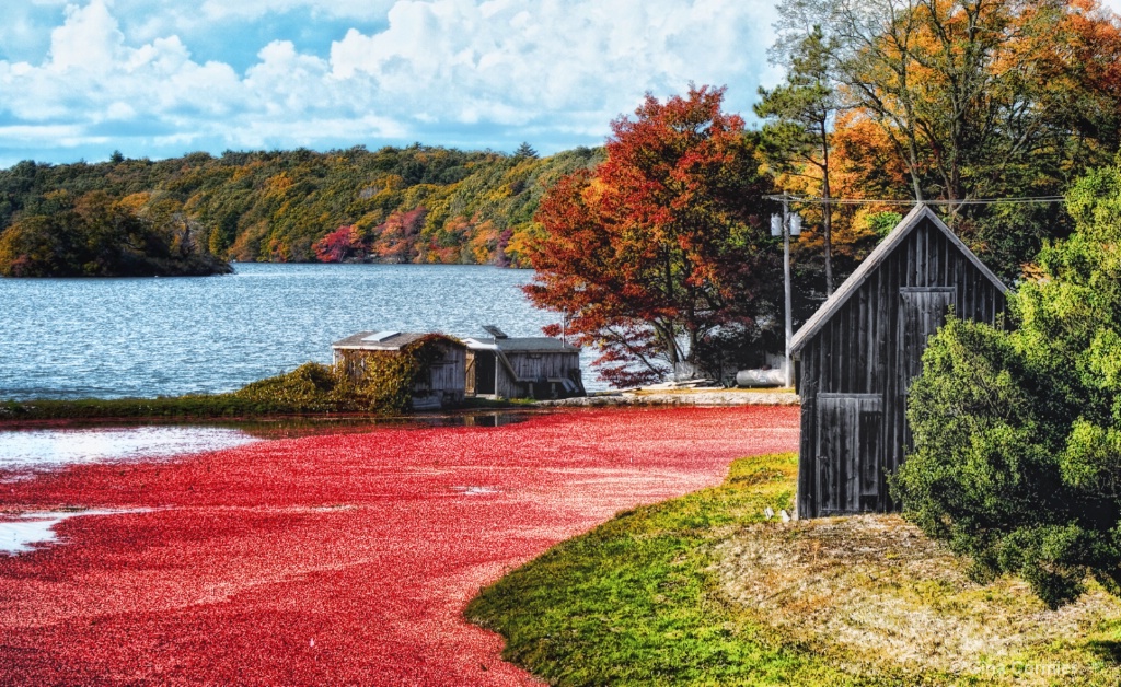 Cranberry Bog