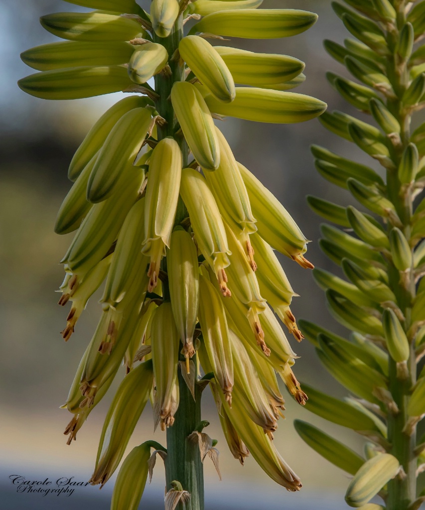 Aloe Plant Blooming