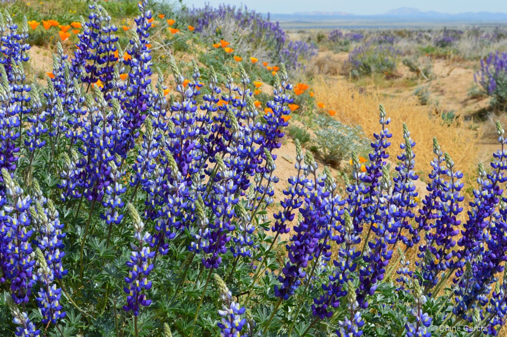 California Wildflowers