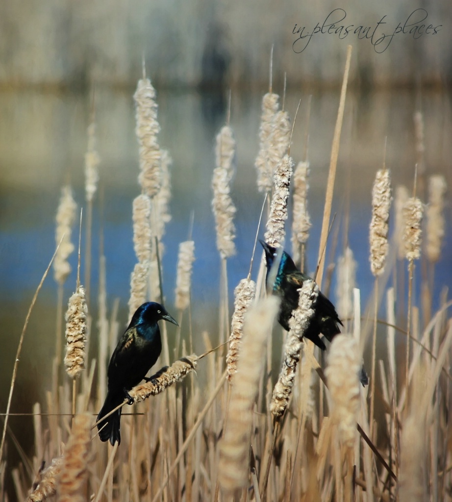 Grackle Marsh