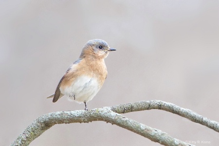 Bluebird with Raised Foot