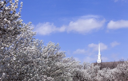 Thankful for Spring