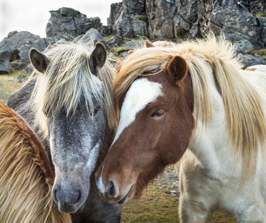 Icelandic Ponies  