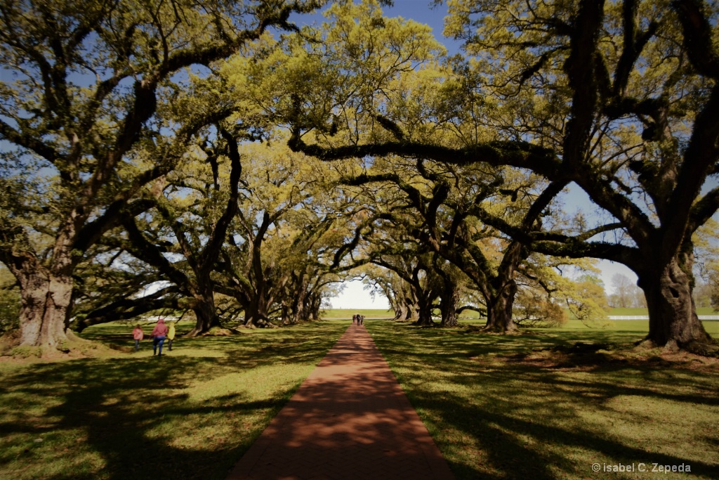 Oak Alley Plantation