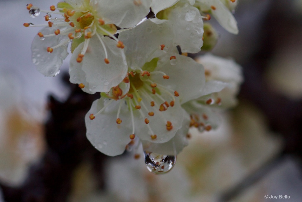 Water-drop Reflections