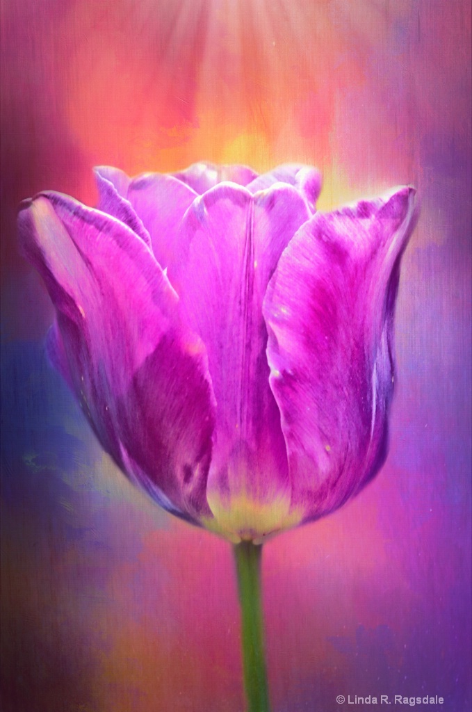 Sinlight tulip - ID: 15545863 © Linda R. Ragsdale