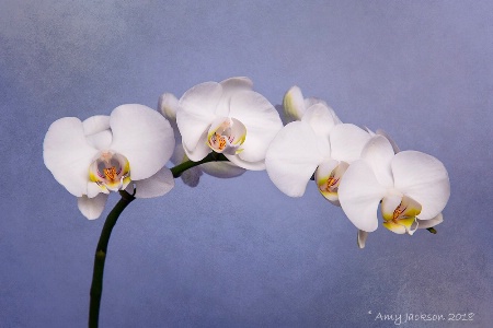 White Moth Orchids