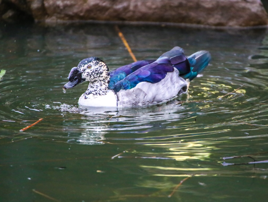 Knob-billed duck