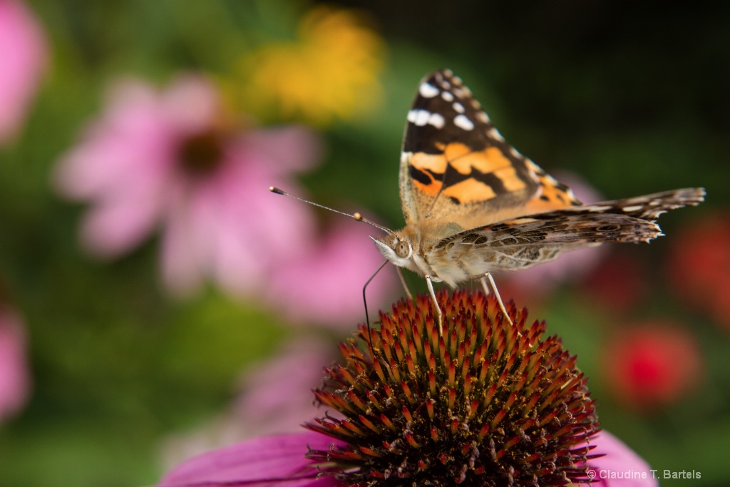 Painted Lady in the Flowers