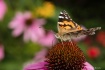 Painted Lady in t...