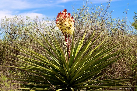 Spanish Dagger Yucca