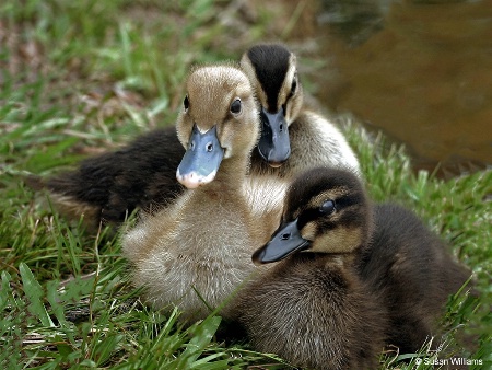 Ducklings