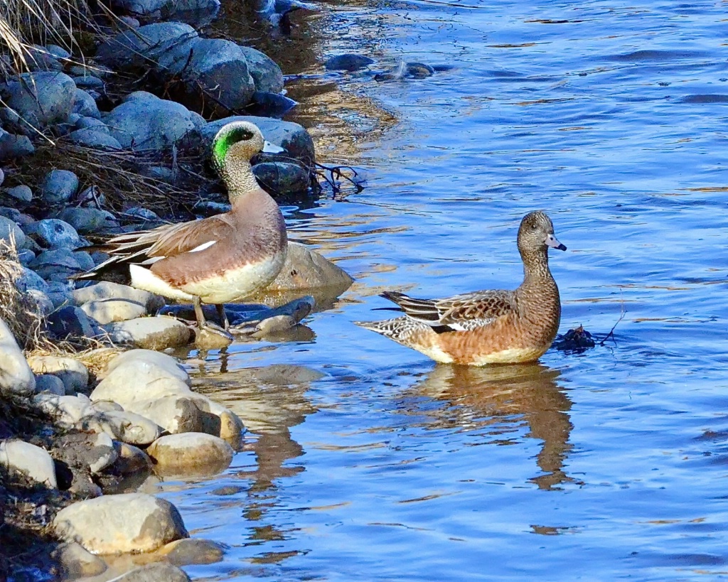 Mr. and Mrs. American Wigeon