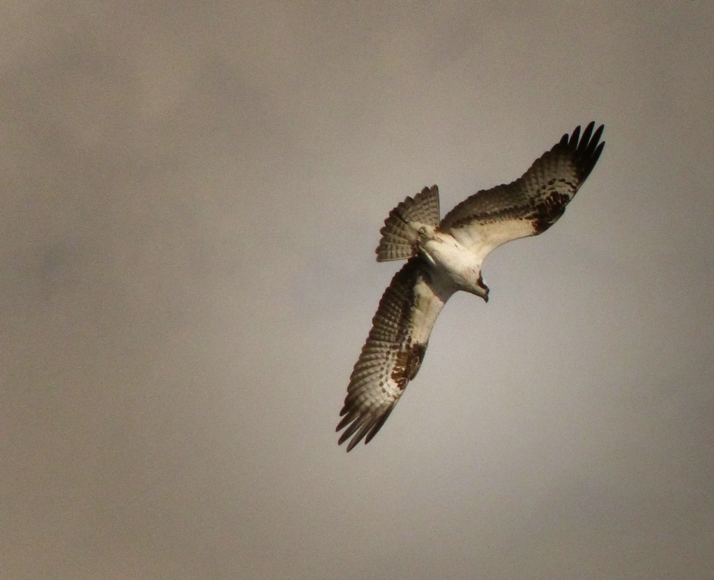 Osprey looking for dinner