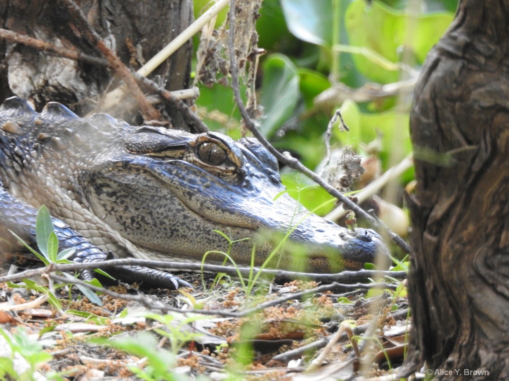 Gator Eye