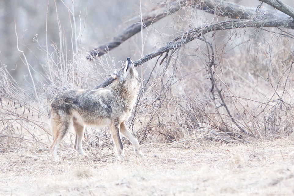 Coyote Looking Up - ID: 15546337 © Kitty R. Kono