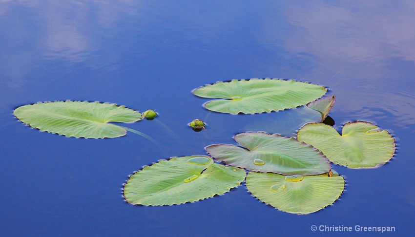 Lily Pads