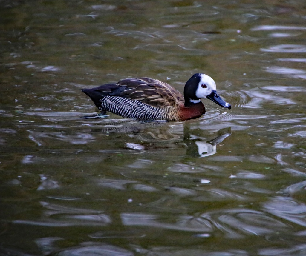 White-faced Whistling Duck