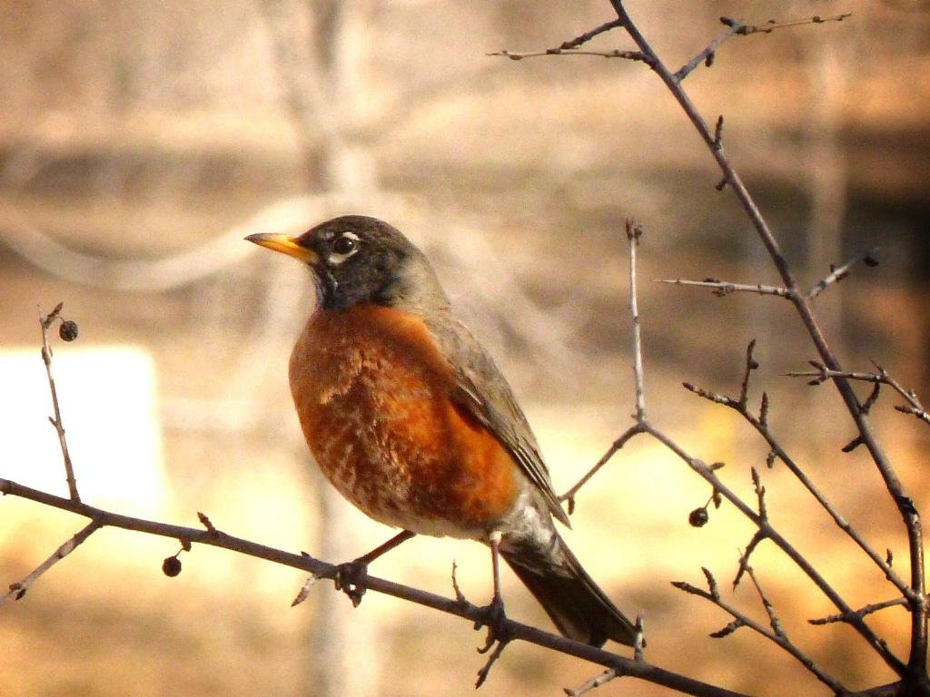 Robin -sign of spring!