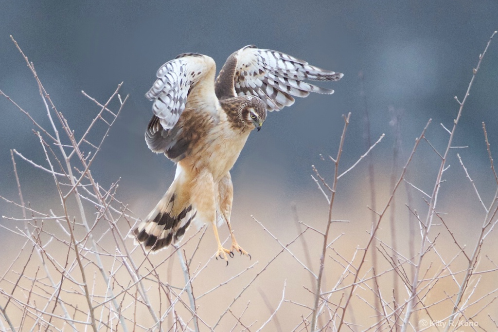 Jumping in the Sticks - ID: 15546970 © Kitty R. Kono