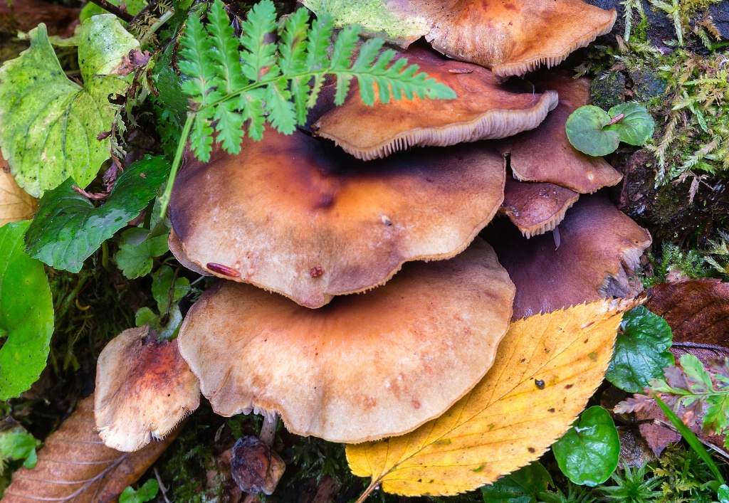 Rainy Day Mushrooms