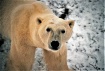 Polar Bears Churc...